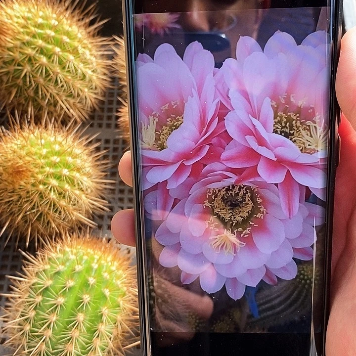 毛粉中筋/侧芽歪20包邮/5公分左右