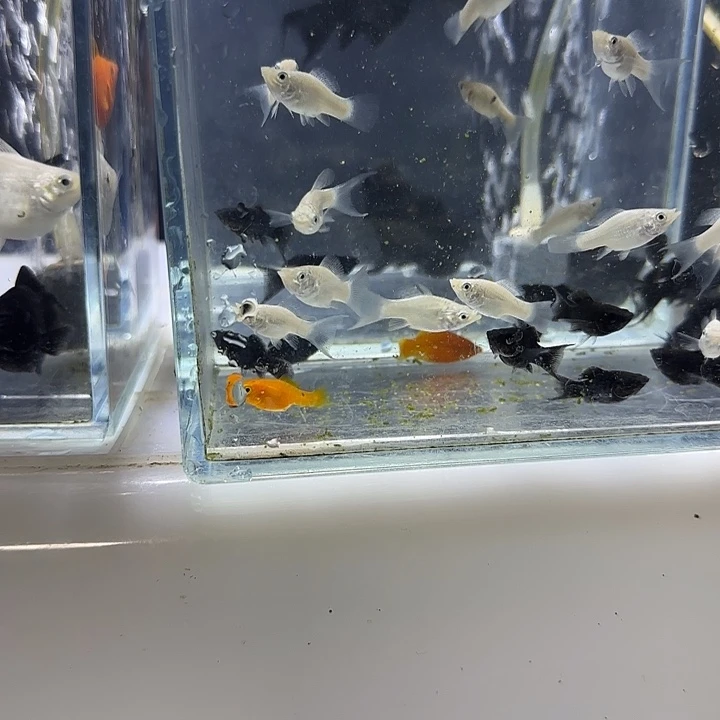 海水玛丽球小球鱼9.99米10条