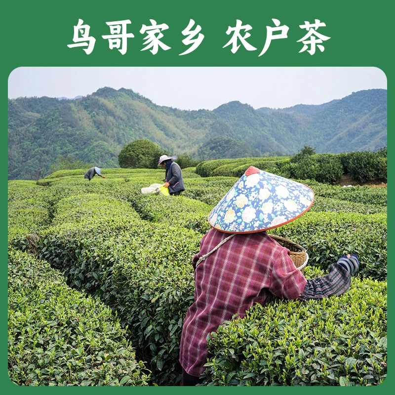 【农户茶专场】鸟哥家乡农户茶013 核心产区龙井茶