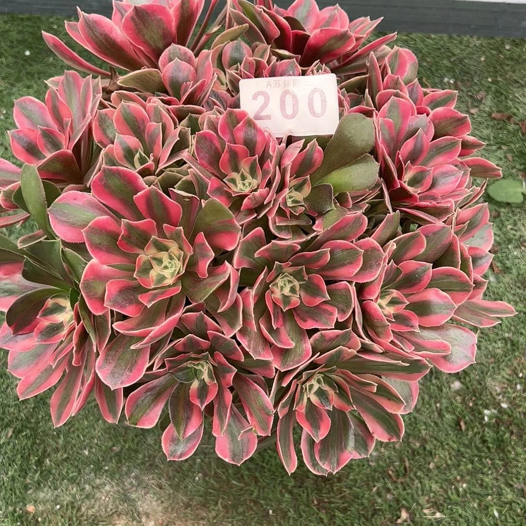 无花朵200女妖法师