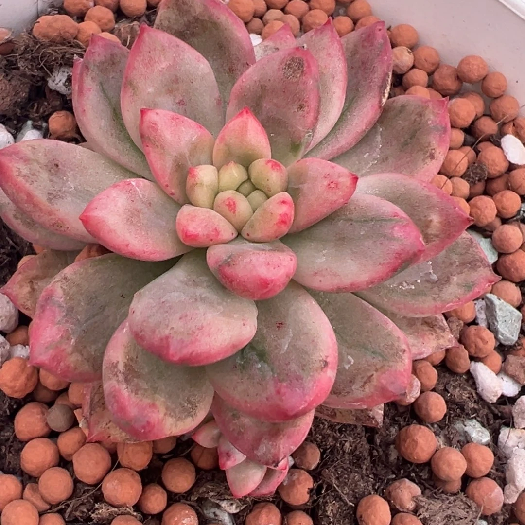 路易锦，带覆轮锦侧头多肉植物