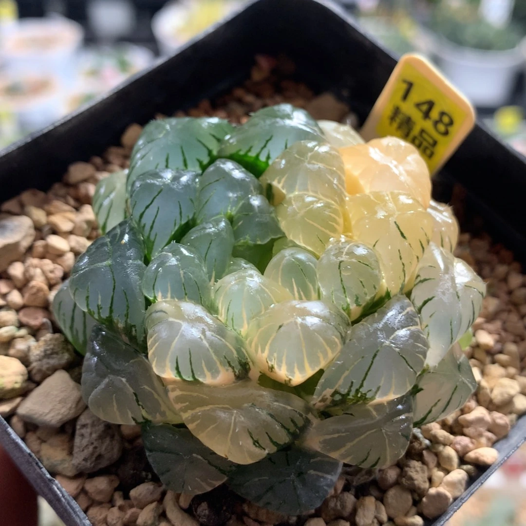 148实生玉露多肉植物