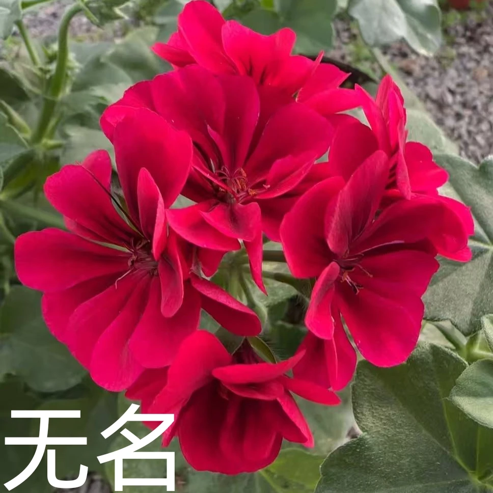 【无名】垂钓重瓣天竺葵
