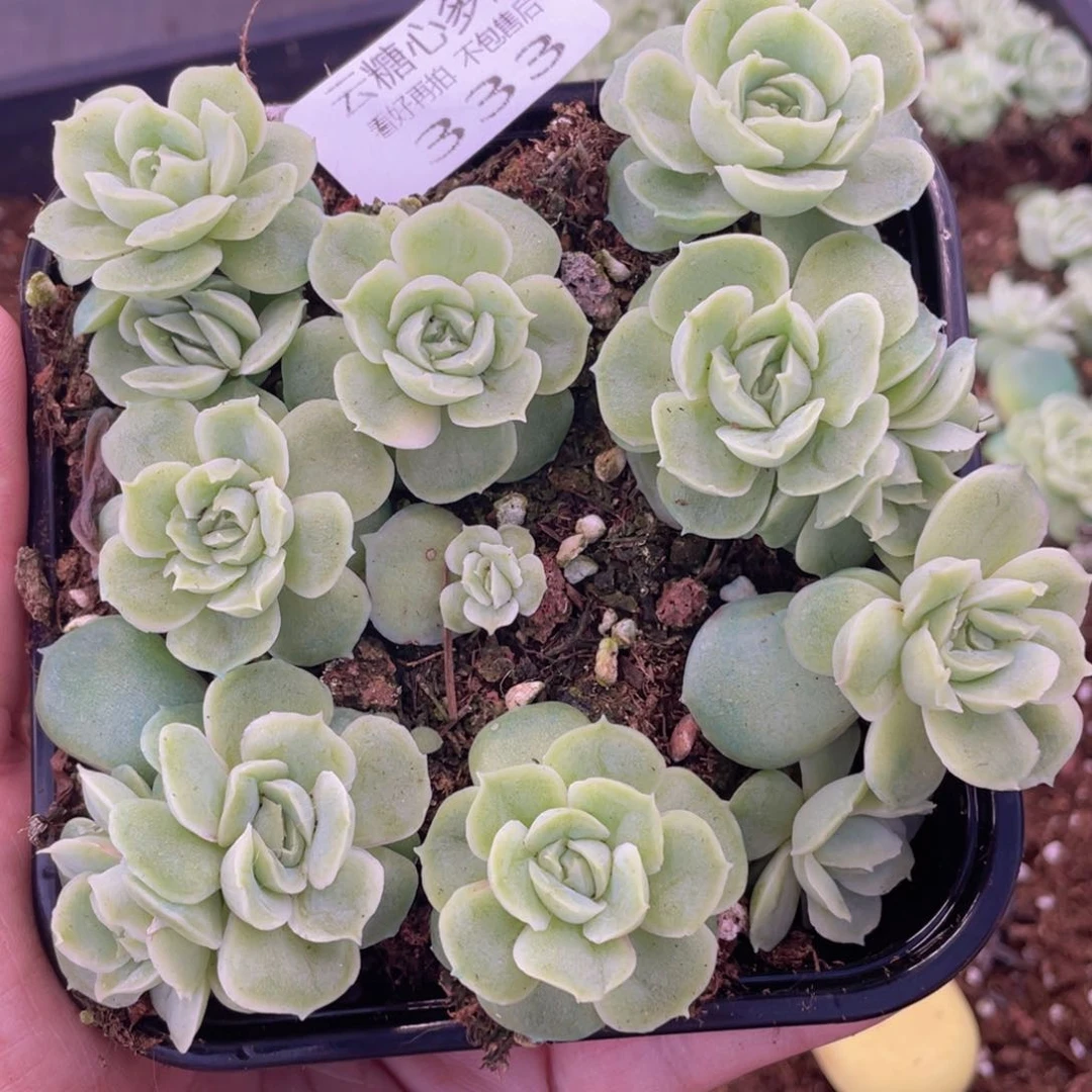 云糖心多肉植物333