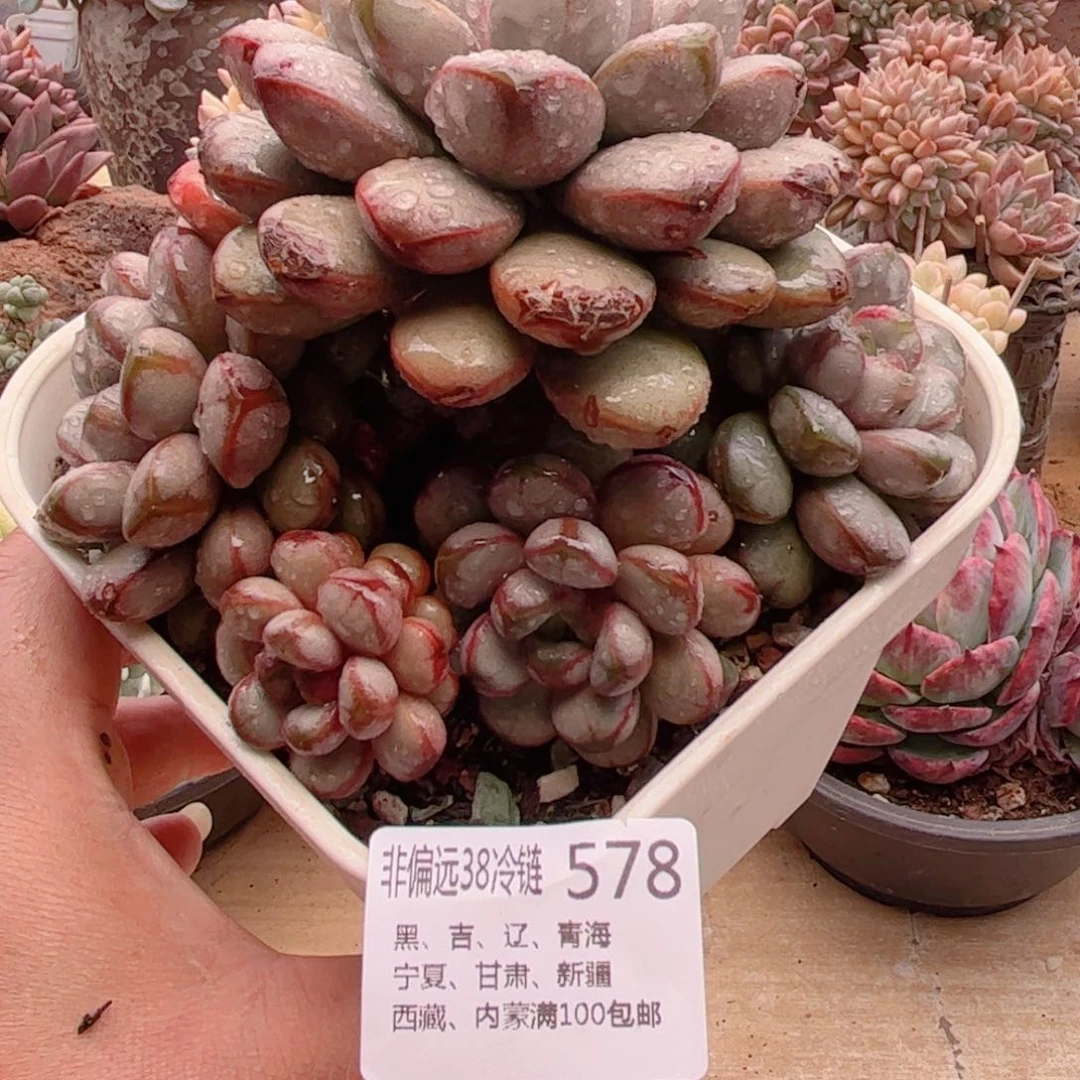 578葡萄德华多肉