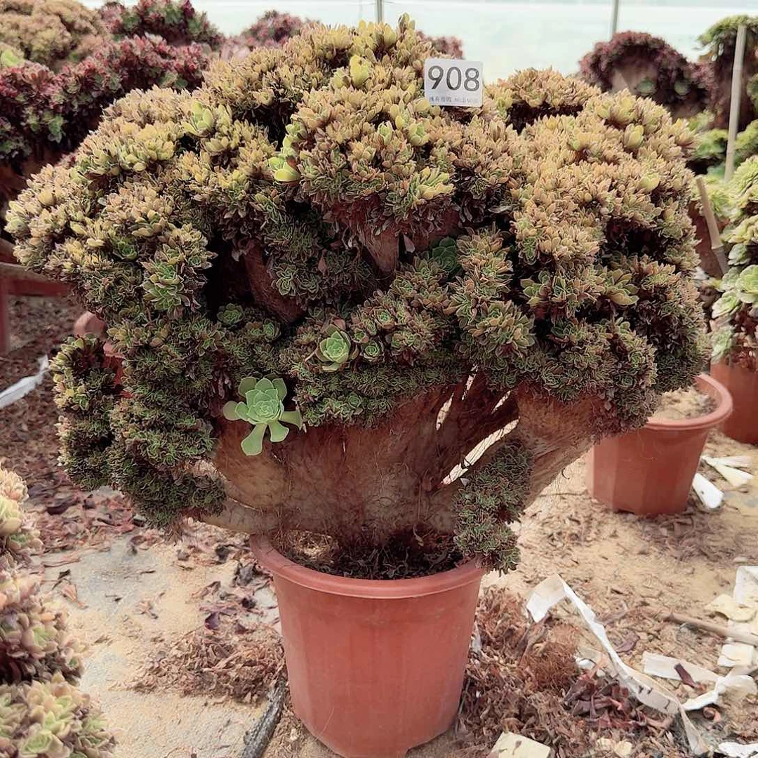 908玫瑰朵朵一颗呀呀