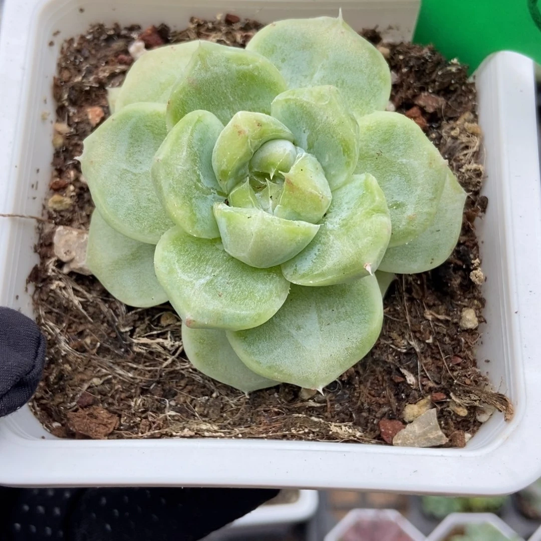 宝***1655多肉植物多肉植物