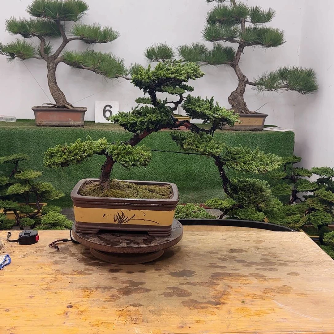 盆景盆景盆景盆景