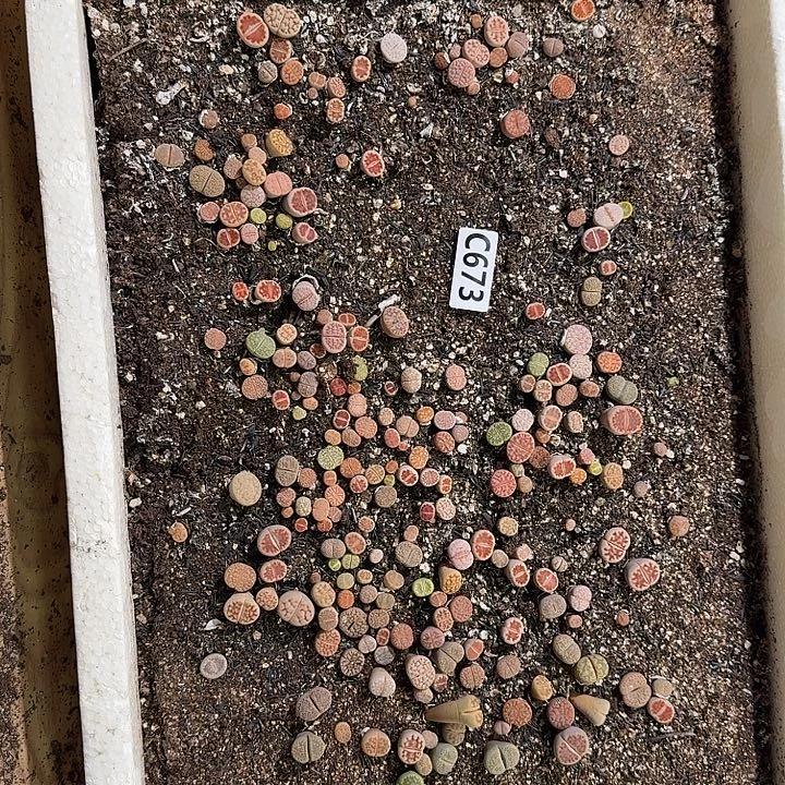 生673石花整框脱土发货不售后