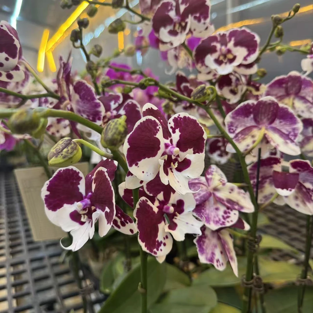 精选兰花【一千零一夜】室内花卉绿植佛山基地