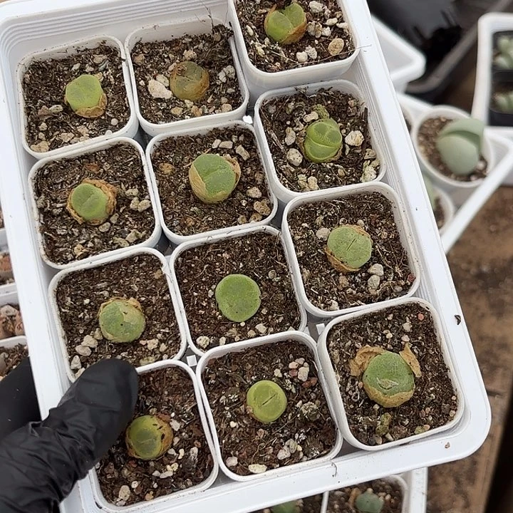 拉登杂交o泡混合翠光玉随机12盆一组发货