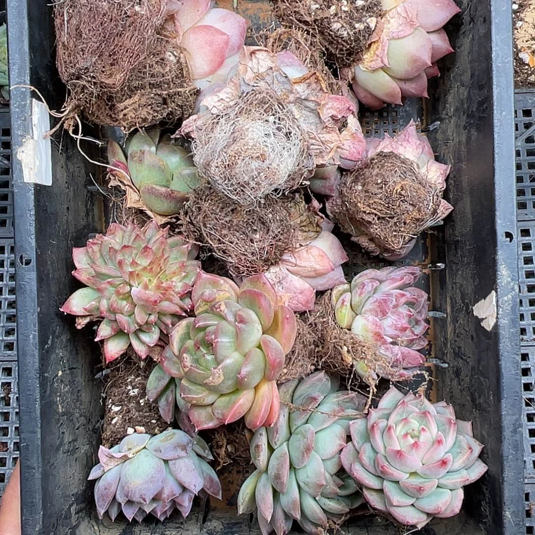 多肉一物一拍28-102