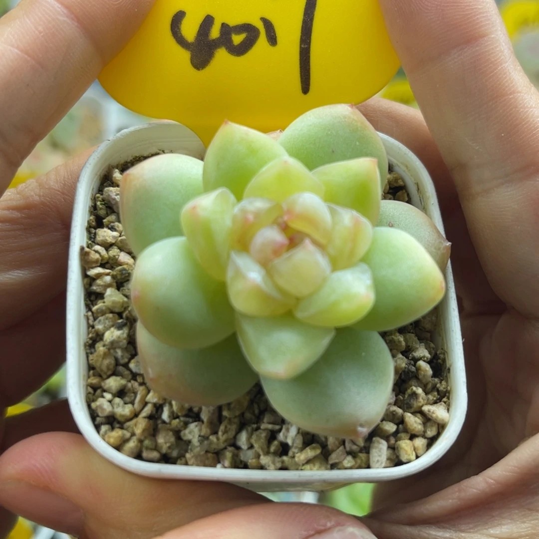 果冻珍妮单头4017