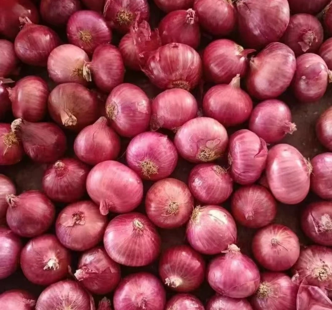 东北农村菜园子独头毛葱