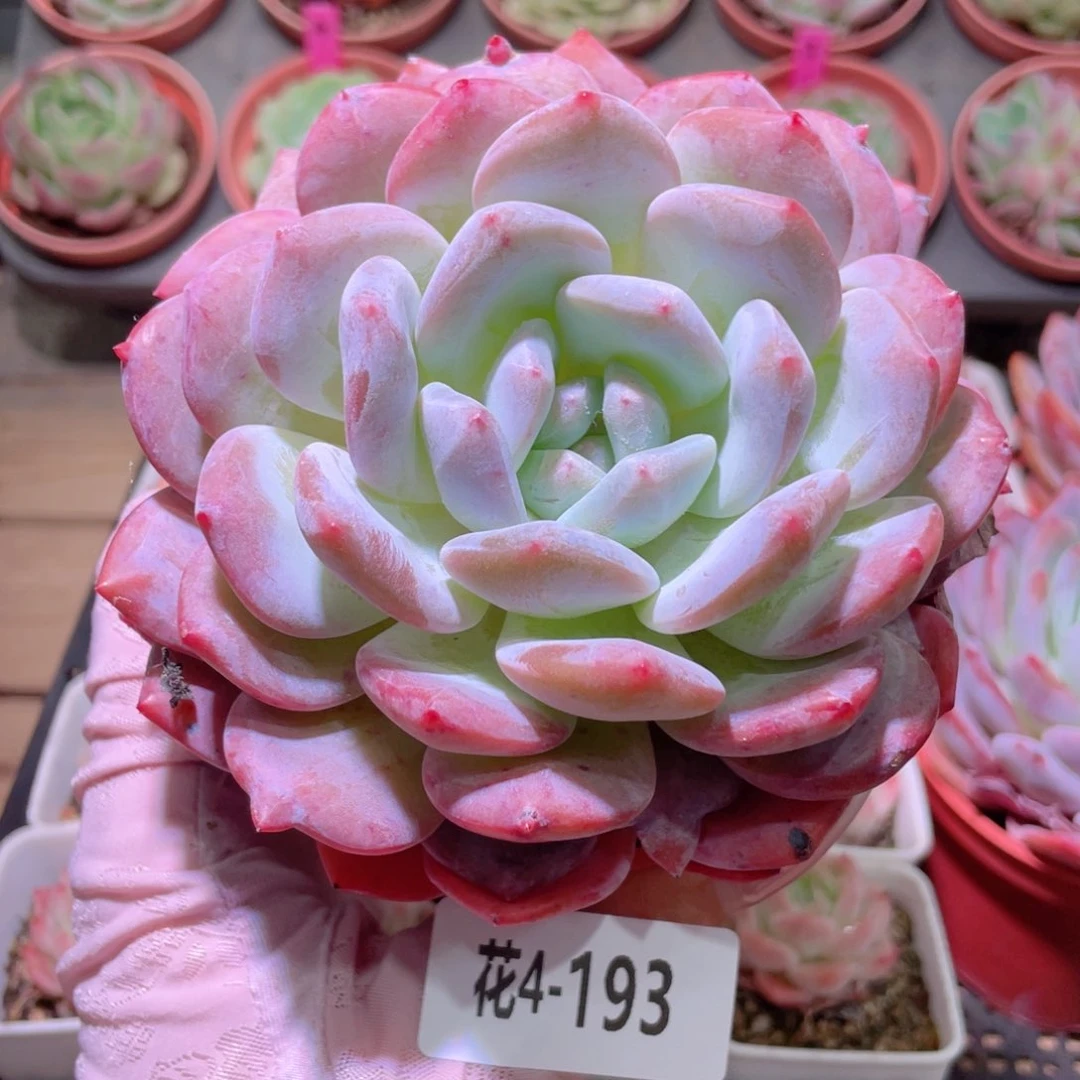 花利美4-193橙梦露