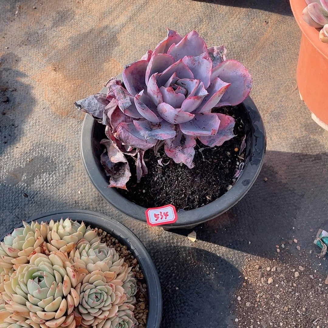 534晚霞年尾清货一物一拍多肉