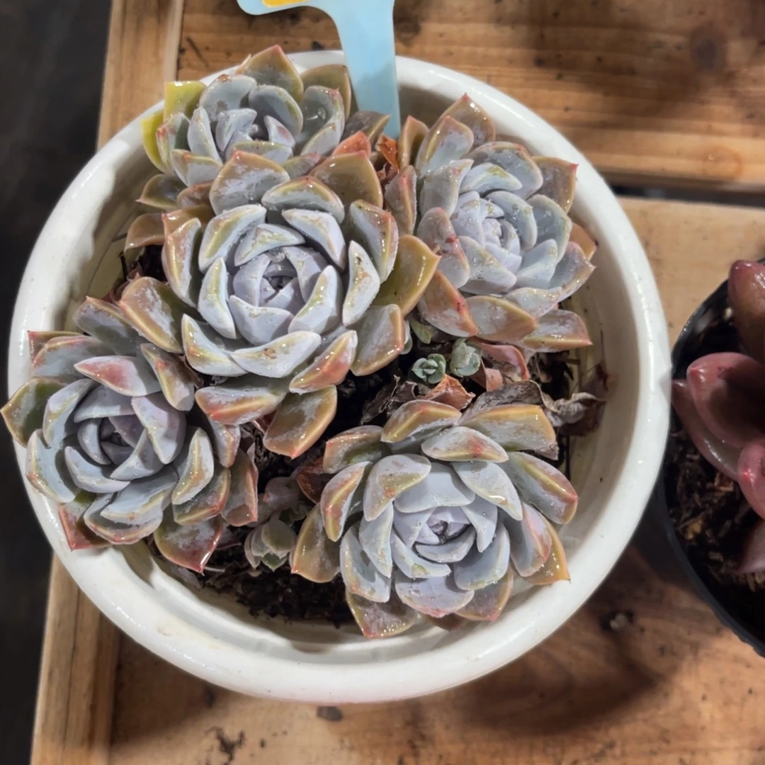 丫***_云尘多肉一物一拍86