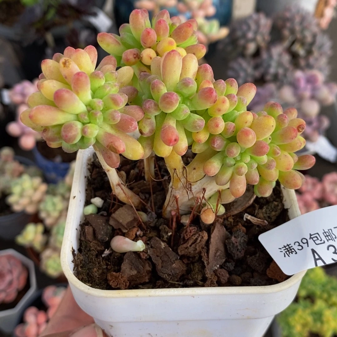 3354乙女心缀6cm多肉