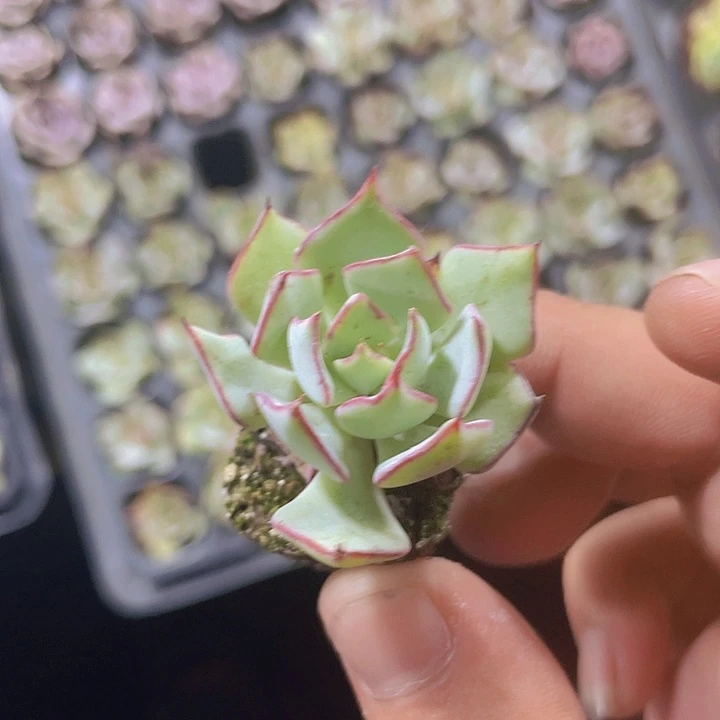 剑斯诺娃精品多肉