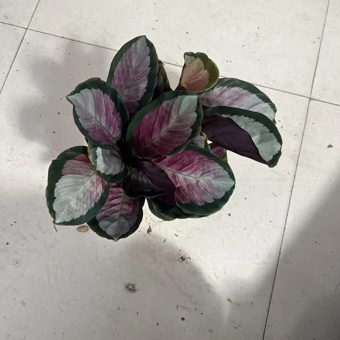 精品红玫瑰茱萸盆栽