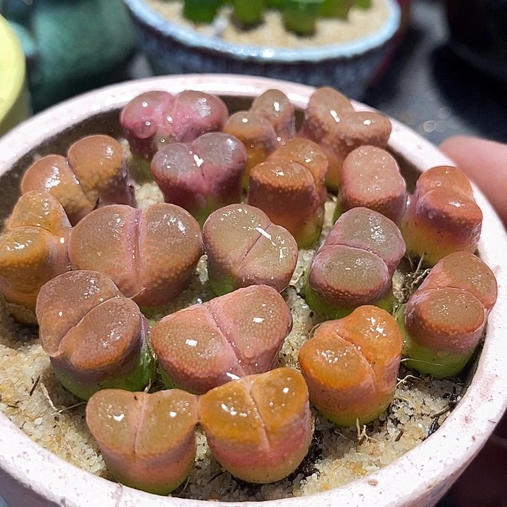 9509粉蛋糕母本一颗