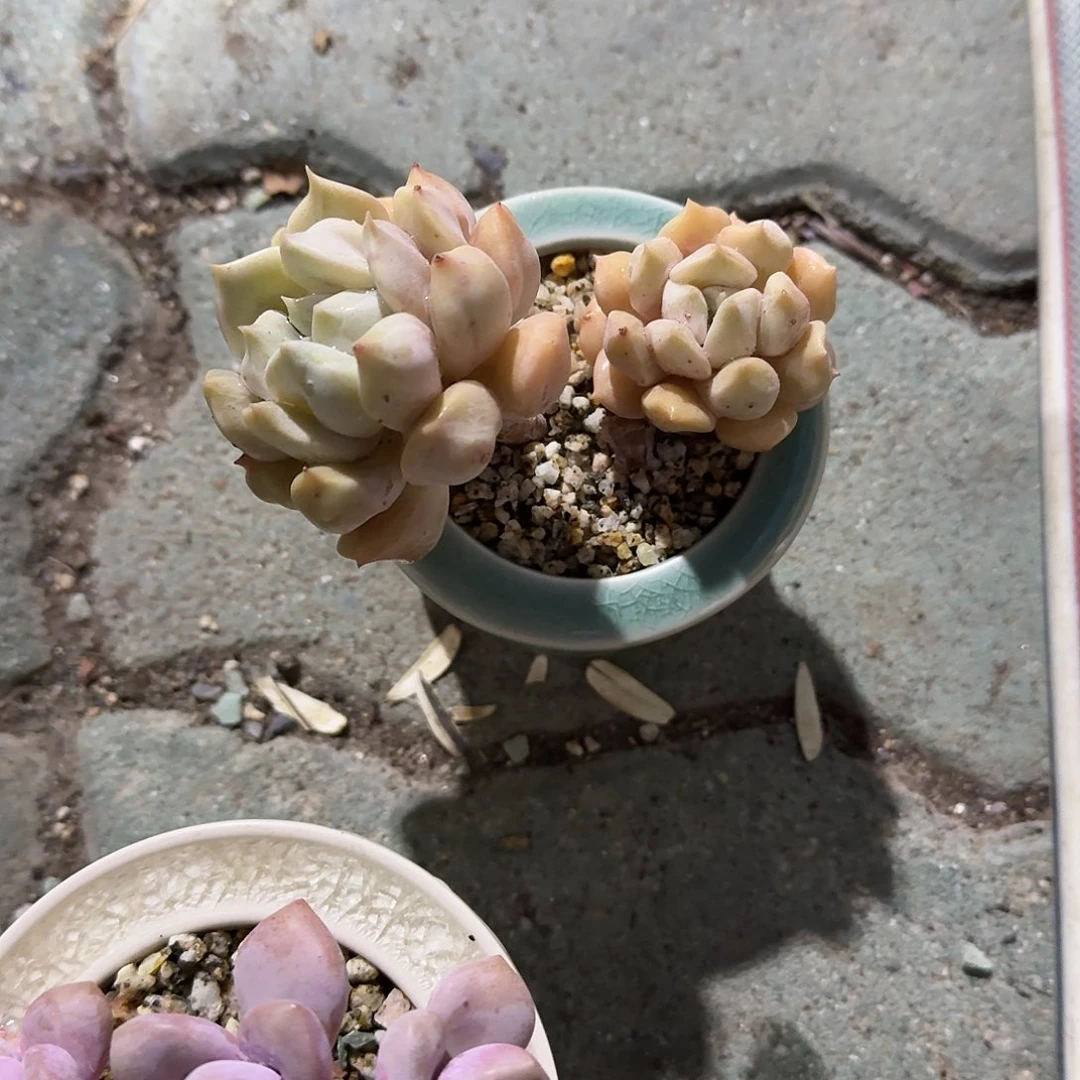 檀***客超奶带盆多肉植物