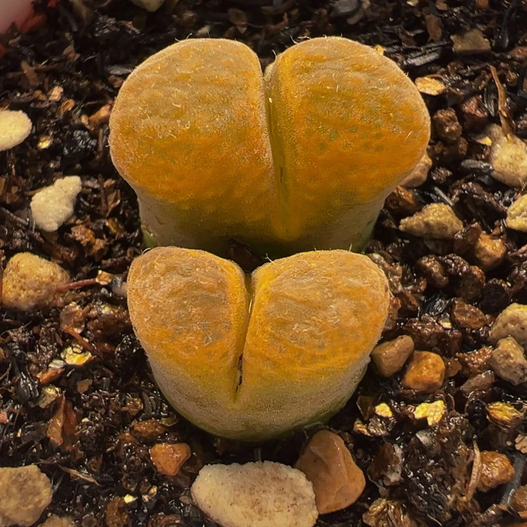 254多肉植物种类多样