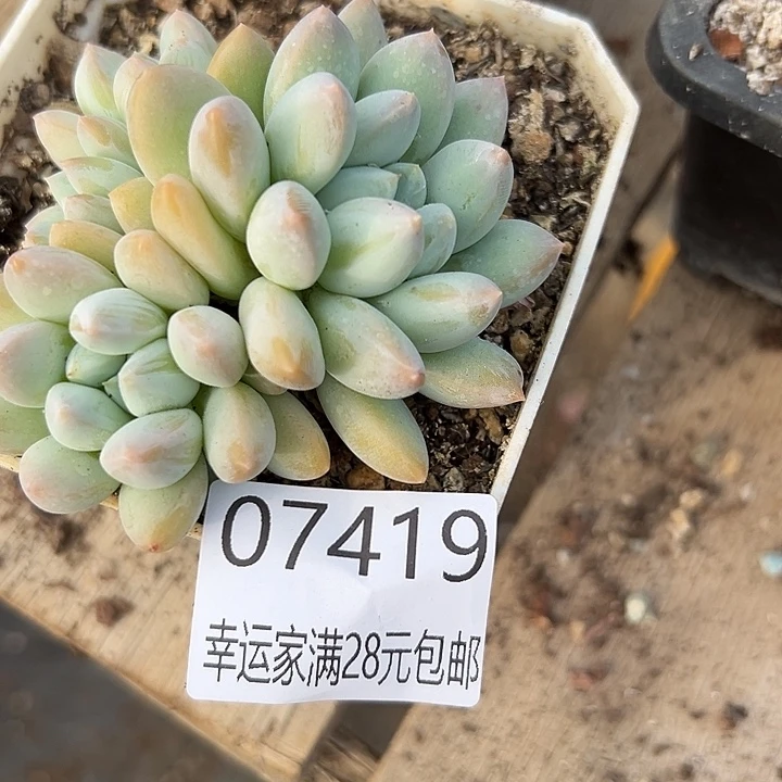 幸运儿是个很好很