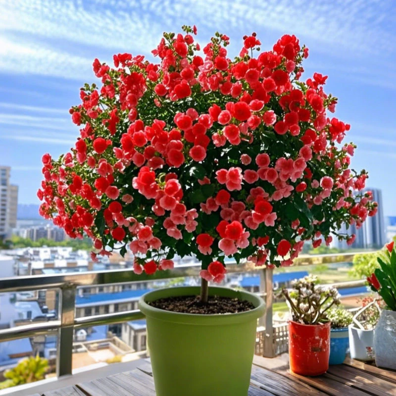 木槿花木槿盆栽棒棒糖四季庭院庭院花园开花植物耐寒耐热花卉阳台