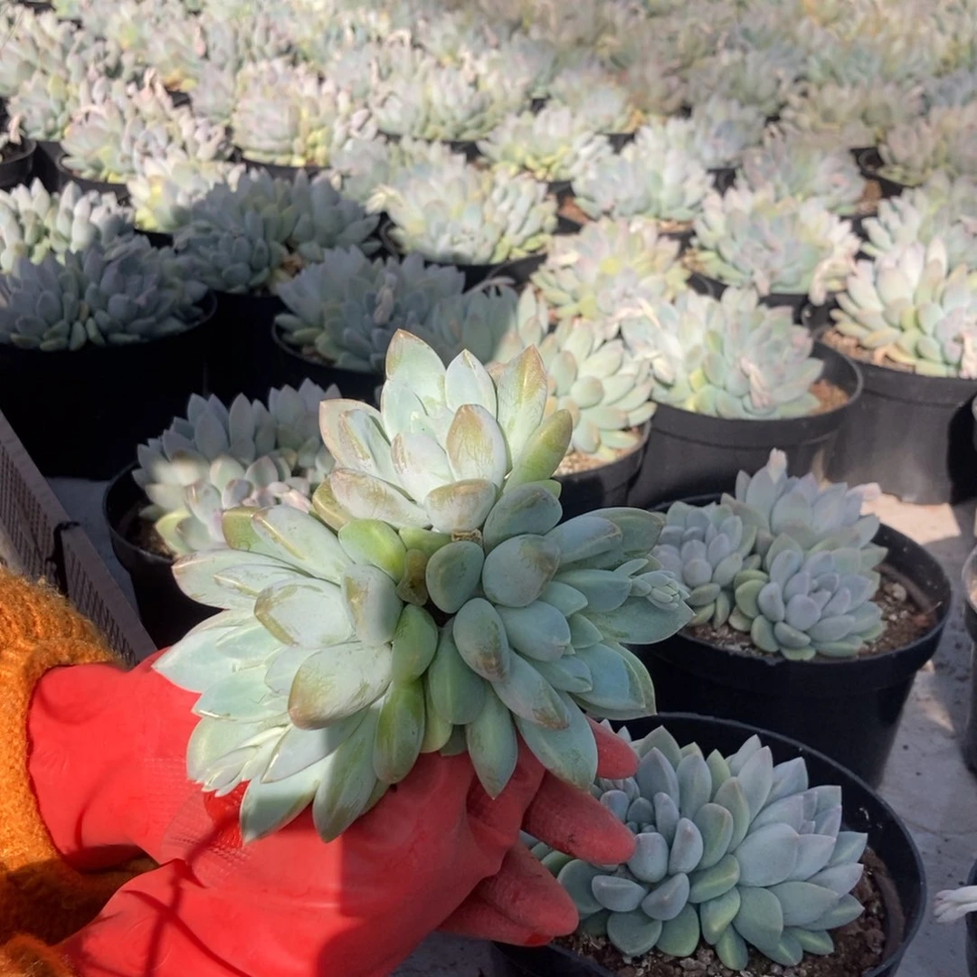 大叶奶糖随机发货一颗