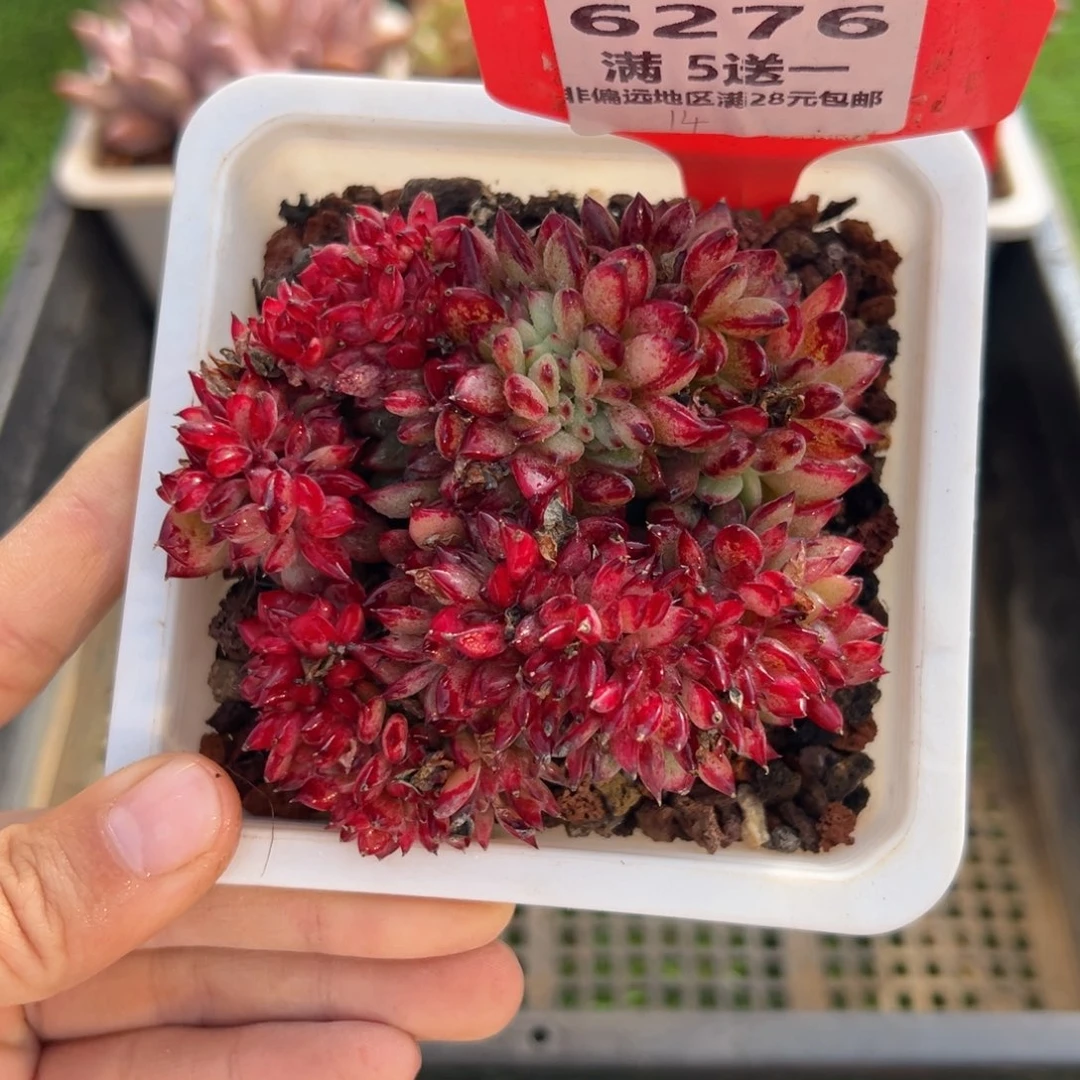 表妹精品多肉6276.