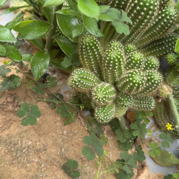 h***a矮胖白檀860白檀700