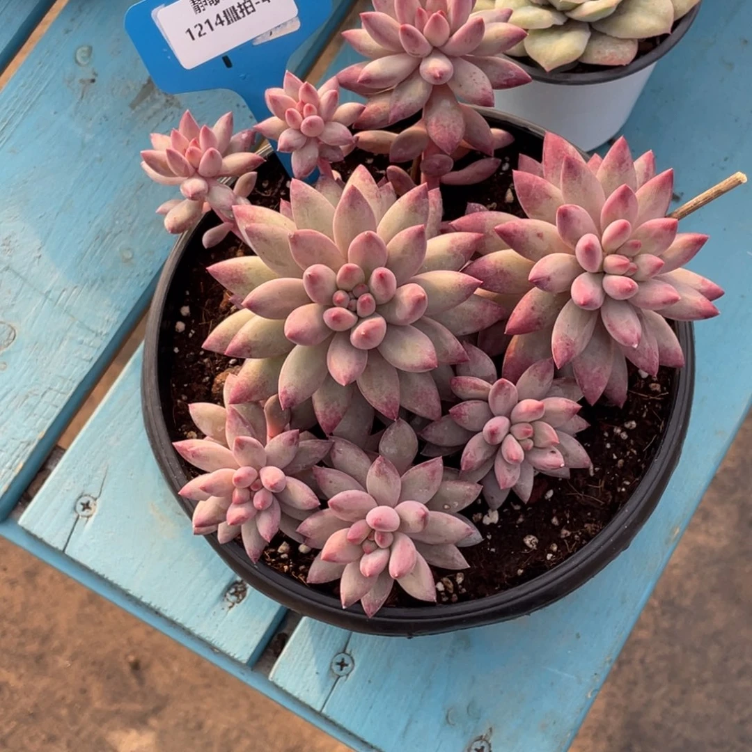 1214-47-飘枝虞美人大群生一颗