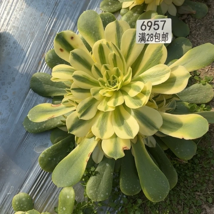 淼*E. 6957悉尼亚多肉