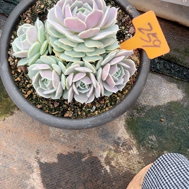 晨语多肉一物一拍259