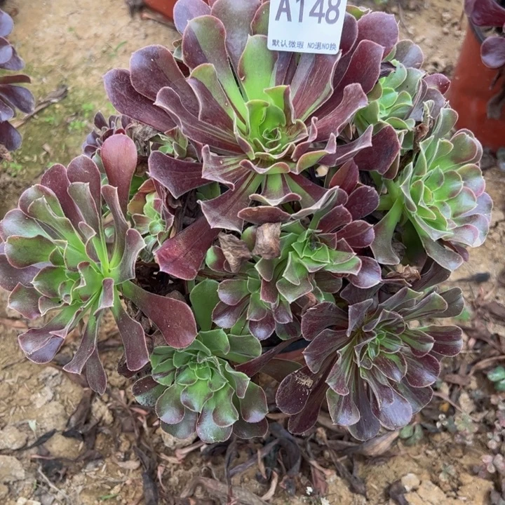 欧若拉多肉植物148.