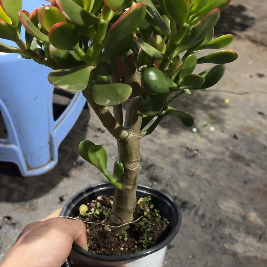 重***美稀有黄金花月带盆0860