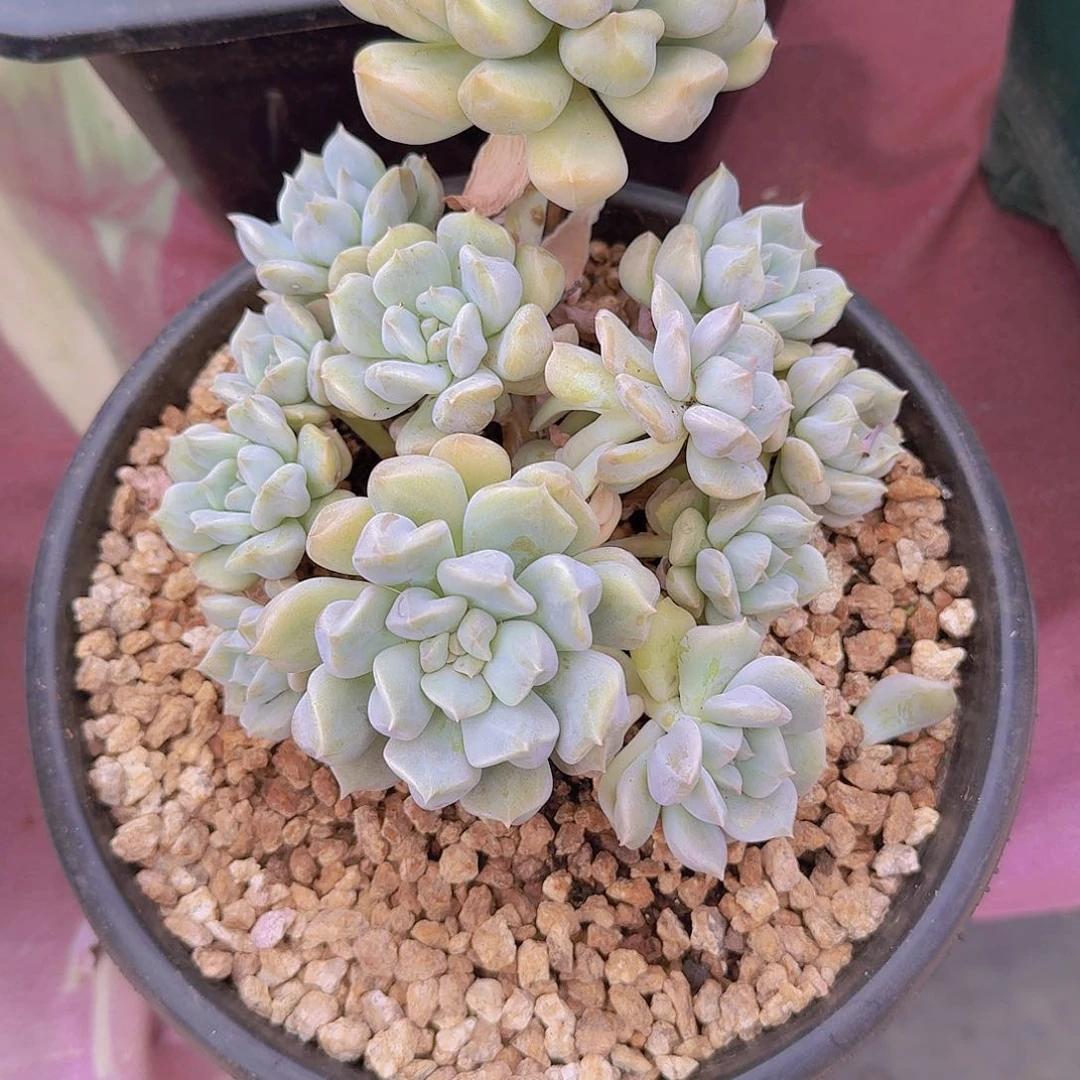 来***张1231超奶多肉植物