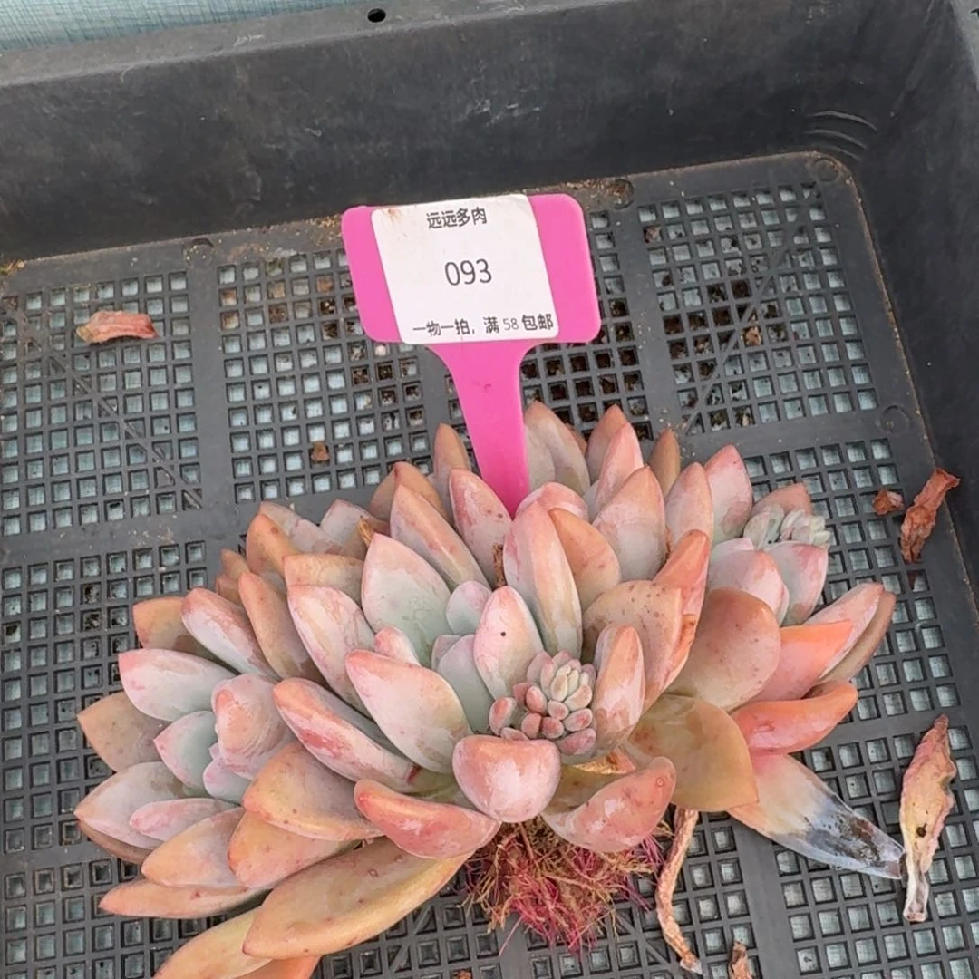 093奥普肉肉肉肉肉