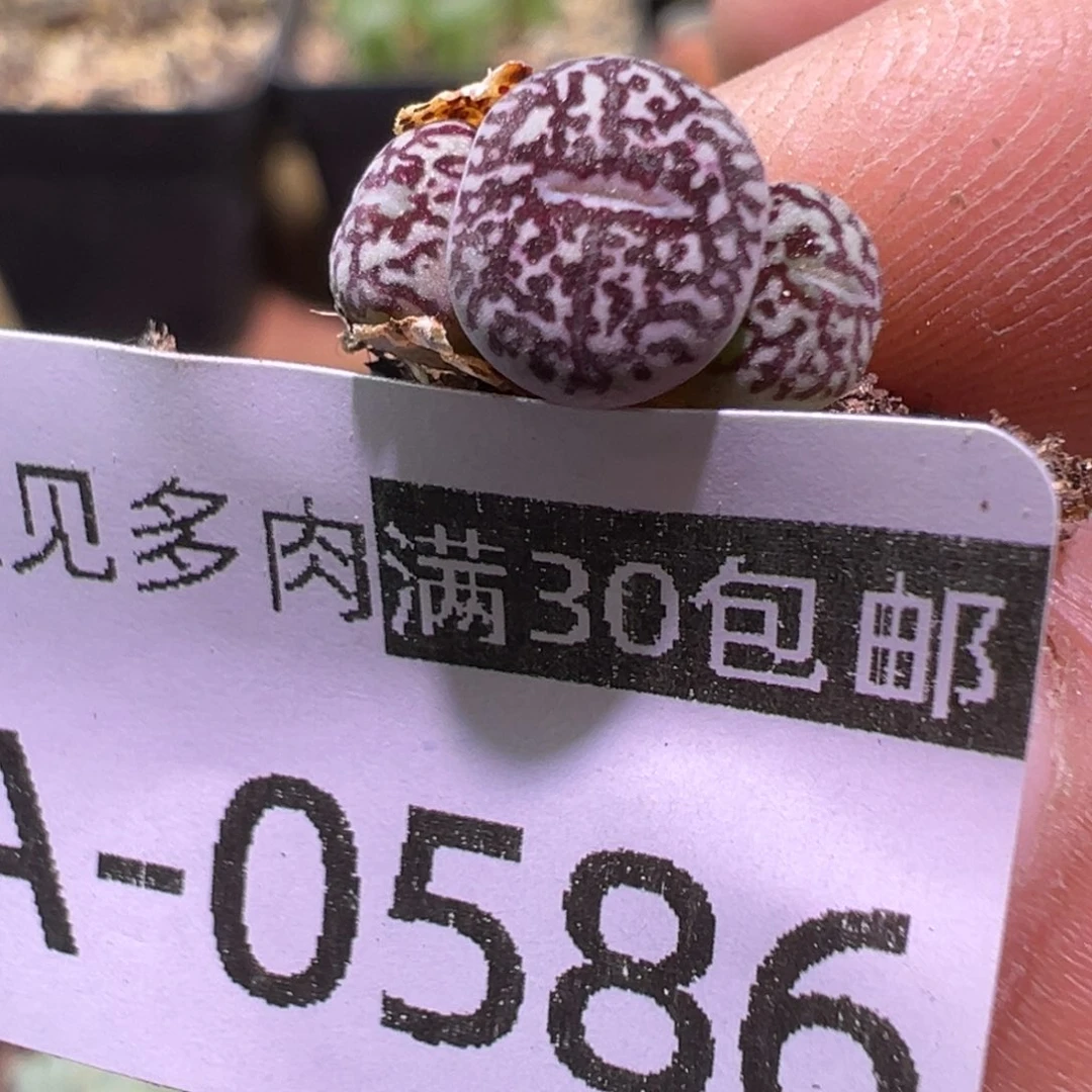多肉植物111111111111