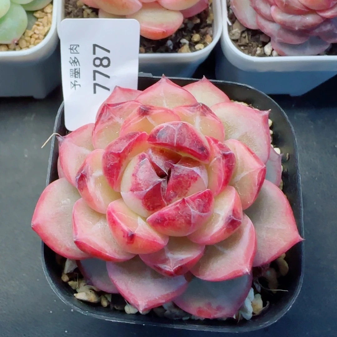 乌云，7787多肉植物