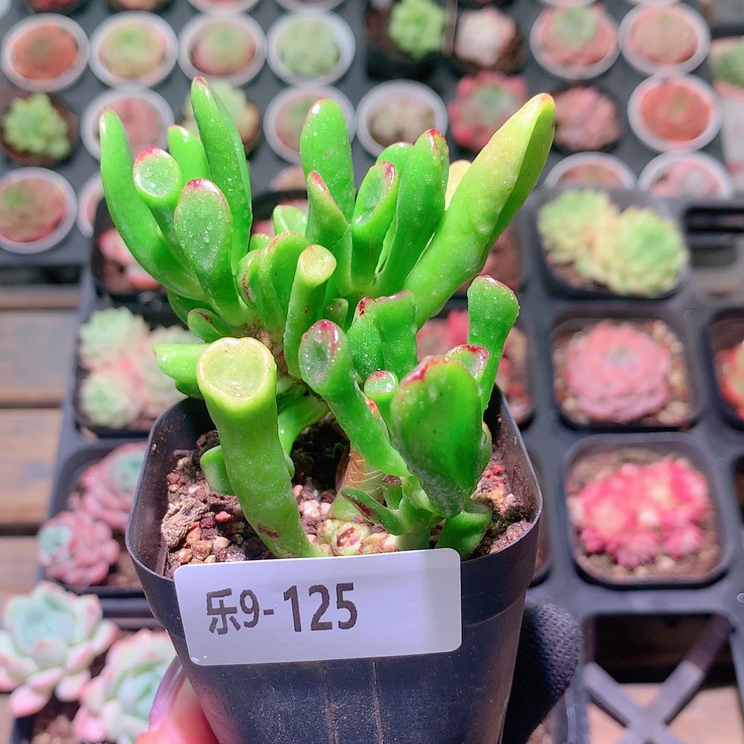 乐然9-125 吸财树