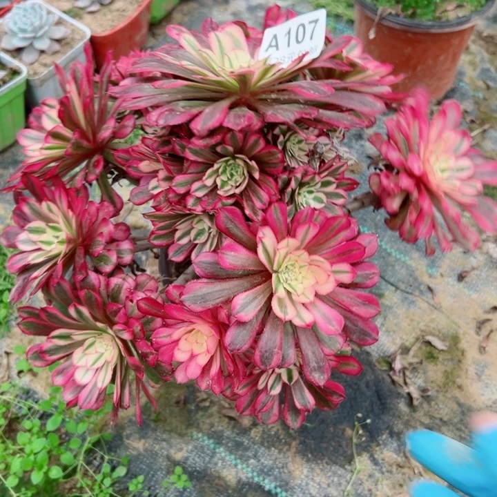 107铜白多肉植物的