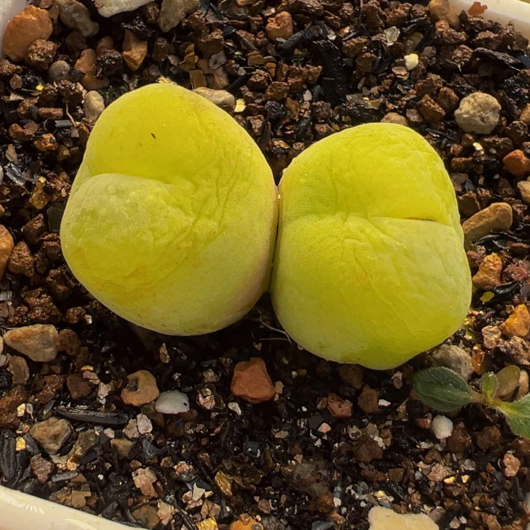 175多肉植物种类多样