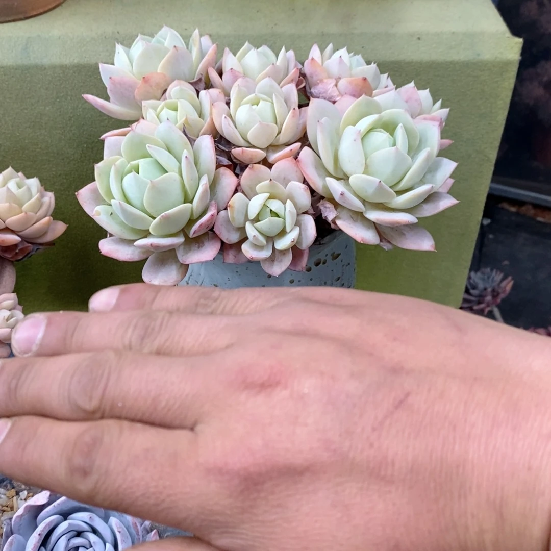 瀚**学一物一拍练起戴鹏