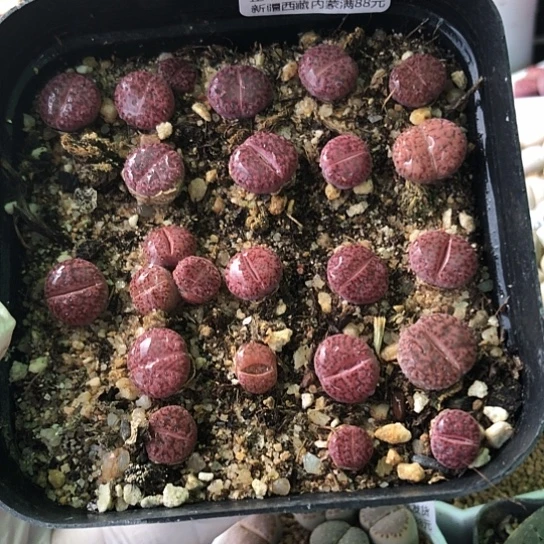 8945，10厘米盆小紫柘榴