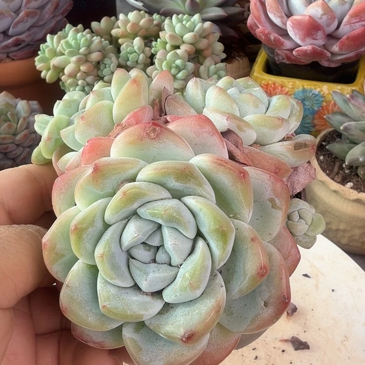 多头小冰玉多肉植物