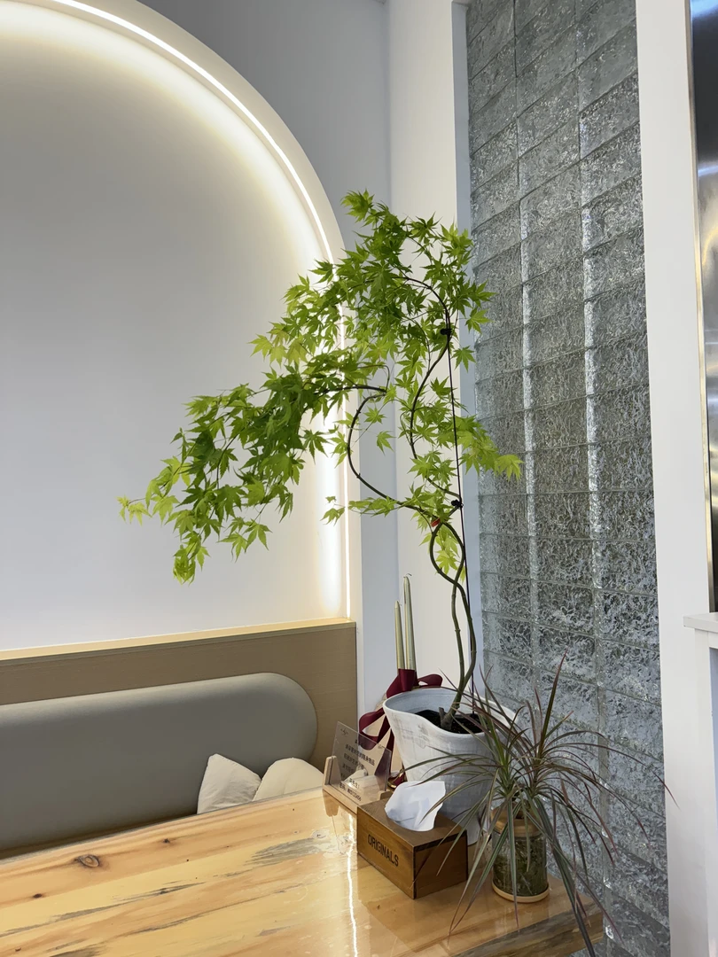 枫树流泉枫造景盆栽适合客厅阳台绿植一物一拍请勿直接下单