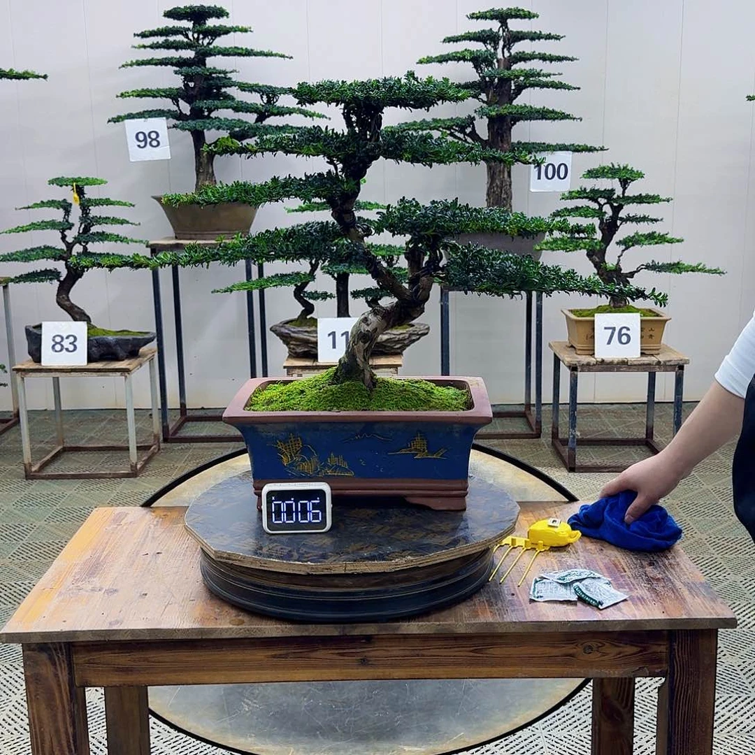 无花朵珍珠罗汉松造型盆景