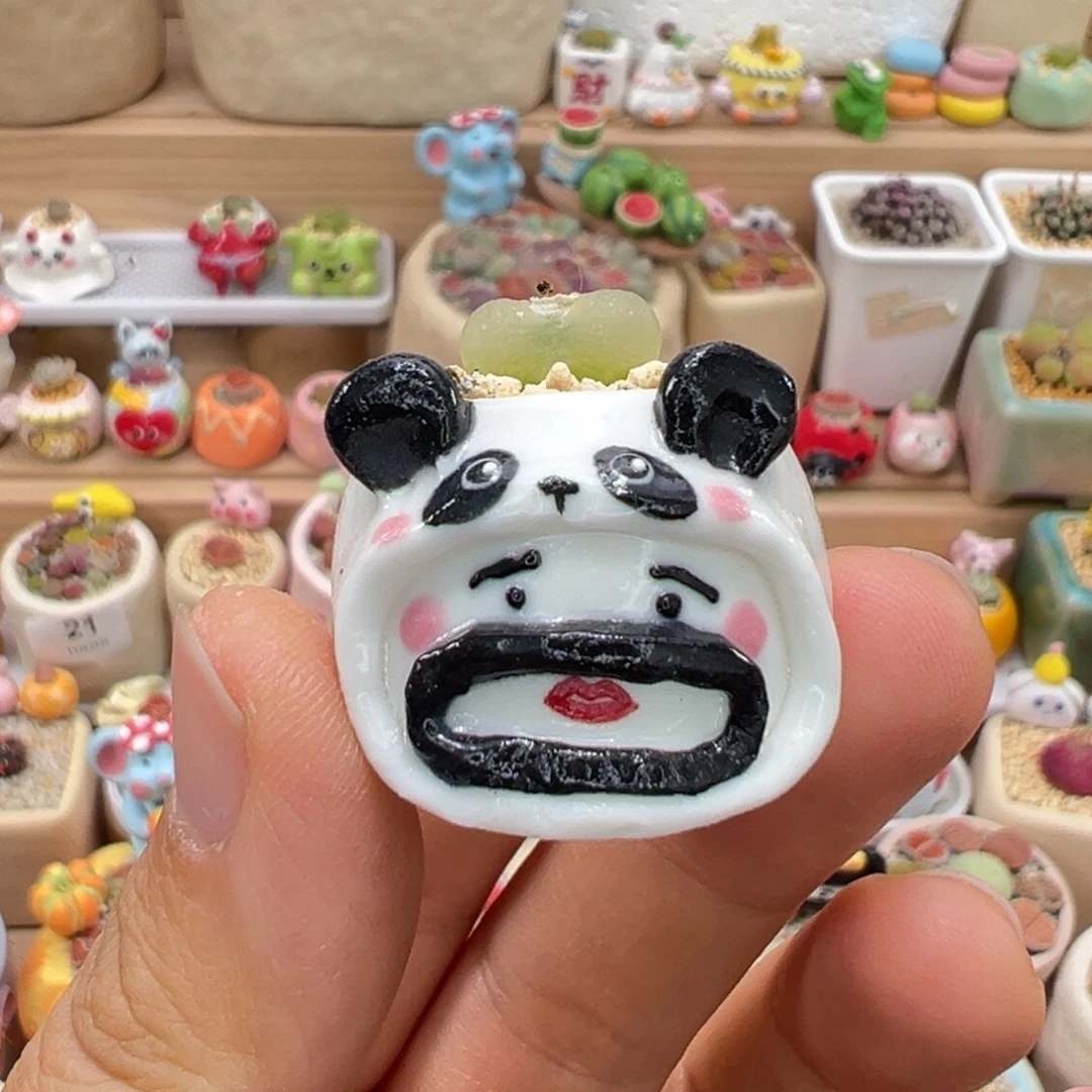 多肉植物71号拇指盆